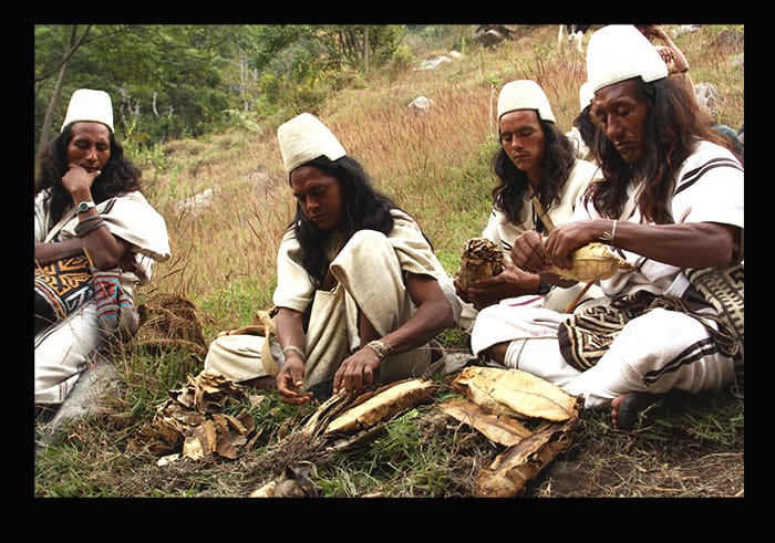 Wintukuas haciendo envoltorios para ofrendas con hojas de frailejón. Foto: Amado Villafaña.